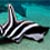 Zebra flavoured shark
