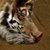 Advanced Blending - TigerPig
