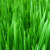 How to make Grass with Blender Static Particles
